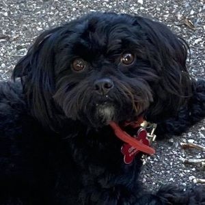 Meet your Posher, Holly